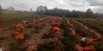 Sprzedaję marchewki rasca. Dobre i słodkie