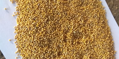 Firma sprzedaje nasiona gorczycy białej o masie 500 ton.