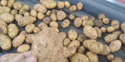 Sprzedawaj ziemniaki hurtowo W Pawłodar, Kazachstan, kaliber 4+. Ziemniaki
