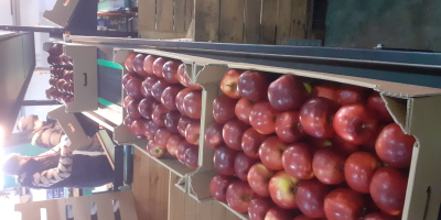 Oferujemy jabłka różnych odmian, pakowane w karton 13/14kg. EXW