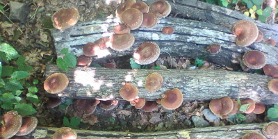 Shiitake (Lentinus Edodes) ECO, naturalny uscat (naturalnie suszony).