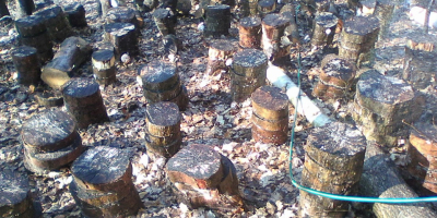 Shiitake (Lentinus Edodes) ECO, naturalny uscat (naturalnie suszony).