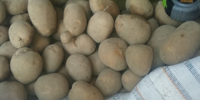 Witam sprzedam ziemniaki odmiana tajfun ilość 100 t opakowanie