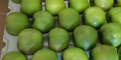 Granny Smiths, jabłko wielkości 65+, skalibrowane i zapakowane zgodnie