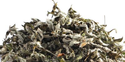 Artemisia argyi, powszechnie znana jako srebrzysty piołun lub chińska