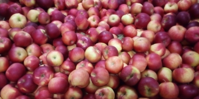 Kupię jabłka JONAGORED, LIGOL, DECOSTA, CHAMPION na sortowanie, 70+,