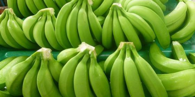 Jesteśmy wiodącym eksporterem bananów Fresh Cavendish, proszę o kontakt,