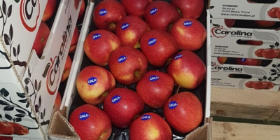 Sprzedajemy na eksport jabłka Champion, Golden, Idared, Gloster, Mutsu,