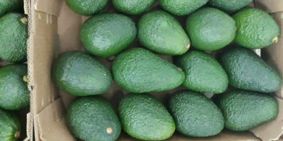 AVOCADO HASS, kaliber 14-20, karton 4 kg, pochodzenie Maroko