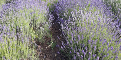 Sprzedajemy rośliny Lavander, Lavandula Angustifolia, odmiana Blue Scent, 6