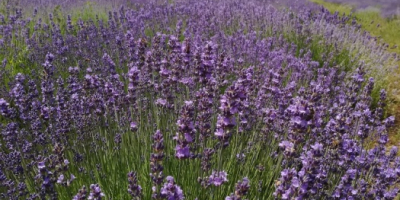 Sprzedajemy rośliny Lavander, Lavandula Angustifolia, odmiana Blue Scent, 6