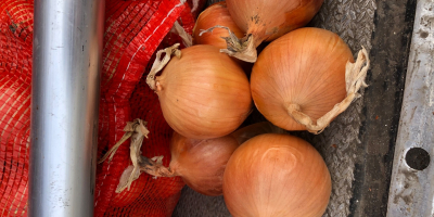 Cebula importuje Rosję bezpośrednio od producenta. W cenę wliczony