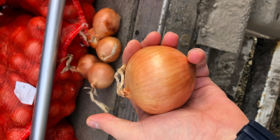 Cebula importuje Rosję bezpośrednio od producenta. W cenę wliczony