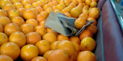 Najlepsza pomarańcza od Eygpt na sok i najlepsza pomarańcza