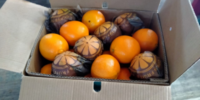 Najlepsza pomarańcza od Eygpt na sok i najlepsza pomarańcza
