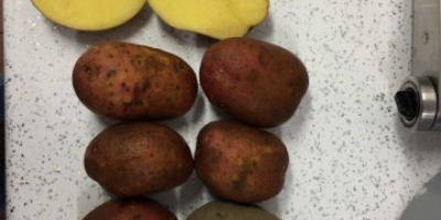 Sprzedam czerwone ziemniaki odmiany Rosagold – Agrico z badaniami