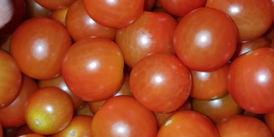 CHERRY TOMATO / BABY PLUM TOMATO - kaliber 20/25-to-30