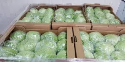 ICEBERG LETTUCE - 10 sztuk, karton 5 kg -