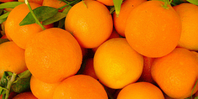 Kupuję pomarańcze i organiczne mandarynki, ostatnio zerwane z Hiszpanii