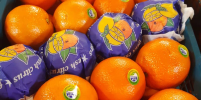 Sprzedam pomarańcze kraj pochodzenia Iran. Opakowanie skrzynke plastikowe. Ilości