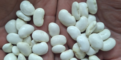 I will sell wholesale quantities of Jaś Karłowy beans