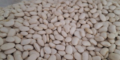 I will sell wholesale quantities of Jaś Karłowy beans