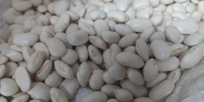 I will sell wholesale quantities of Jaś Karłowy beans