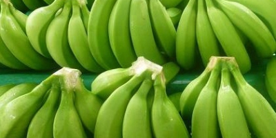 FRESH SWEET CAVENDISH BANANAS FOR SALE/Organic Natural Green Cavendish