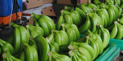 FRESH SWEET CAVENDISH BANANAS FOR SALE/Organic Natural Green Cavendish