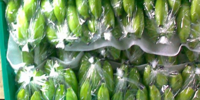 FRESH SWEET CAVENDISH BANANAS FOR SALE/Organic Natural Green Cavendish