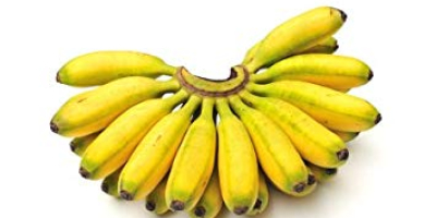 Green Cavendish Banana Cavendish bananas are the fruits of