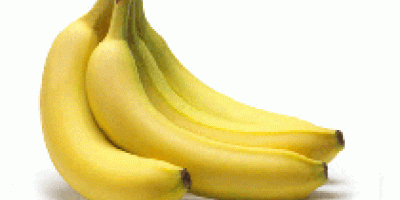 We are the prime Fresh Banana exporter and supplier