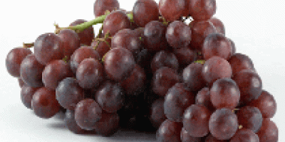Fresh Grapes The most comprehensive range of fresh Grapes