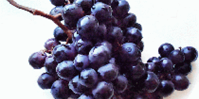 Fresh Grapes The most comprehensive range of fresh Grapes