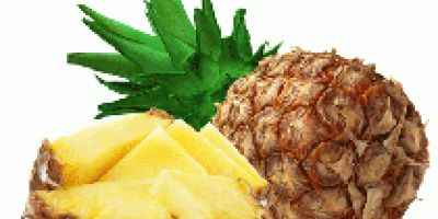 Pineapple
Hardcore Corporation is the one name, which is always looked up by the clients across the world for the Exporting and Wholesale Supplying of Seasoned Pineapples. The fresh juicy taste and rich nutritional contents of our Pineapple will prevent you from the summer heat. We are one of the leading Indian exporters and suppliers of the fresh pineapple. We exports our quality organic fruits to various countries.

Availability : Almost throughout the year