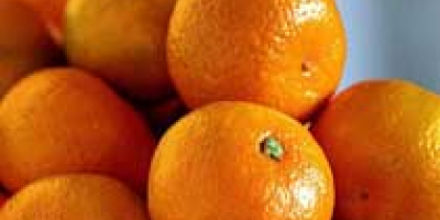 Fresh Mandarin We are a Exporter and supplier of