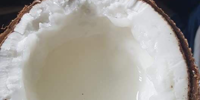 COCONUT WAX - COCONUT MAKAPUNO Makapuno nut is very