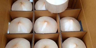 TYPE: Green Coconut, Top Cut Coconut, Diamond Coconut, Polished
