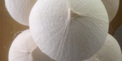 TYPE: Green Coconut, Top Cut Coconut, Diamond Coconut, Polished