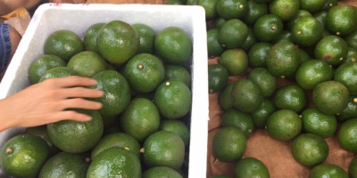 Fresh Booth Avocado/Hass Avocado Premium Quality FRESH AVOCADOS Origin: