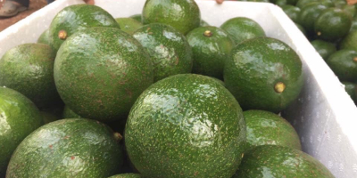 Fresh Booth Avocado/Hass Avocado Premium Quality FRESH AVOCADOS Origin: