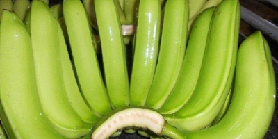 Szanowni Państwo, jesteśmy producentami i eksporterami bananów Fresh Green