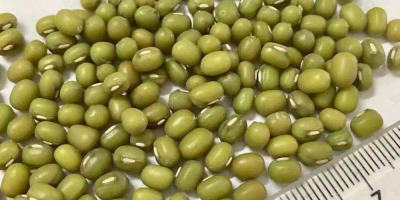 Product Type: Vigna Beans Type: Mung Beans Style: Dried