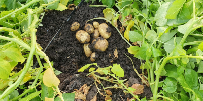 Sprzedaję nowe ziemniaki.