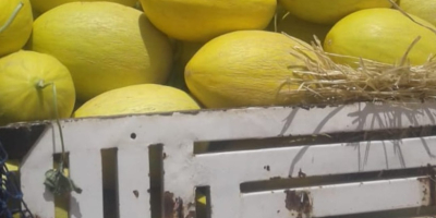 Sprzedam Melona miodowego. Szukamy odbiorców na ilości hurtowe. Posiadamy własne plantacje na terenie słonecznego Maroka, dzięki temu oferujemy szeroką gamę produktów przez cały rok. Zainteresowanych prosimy o kontakt pod nr. tel +49 5665 1809596 lub e-mail kostrzewa.atlas@gmail.com