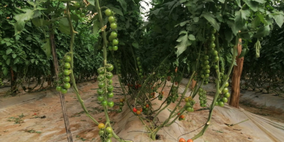Szukamy stałych odbiorców pomidora. Ruszamy z planowaniem producji pomidorów