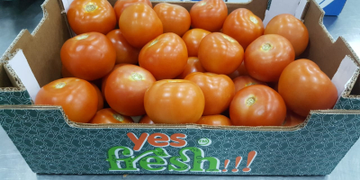 Szukamy stałych odbiorców pomidora. Ruszamy z planowaniem producji pomidorów