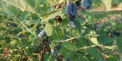 Sprzedam ekologiczne owoce jagody kamczackiej - odmiana Wojtek (najsmaczniejsza