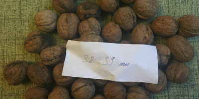 Sprzedajemy orzechy włoskie z Ukrainy. Możemy włożyć nakrętkę do
