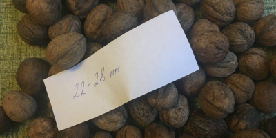 Sprzedajemy orzechy włoskie z Ukrainy. Możemy włożyć nakrętkę do